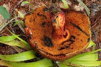 Boletus dupainii image