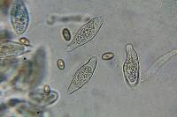 Asterophora parasitica image