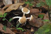 Asterophora lycoperdoides image