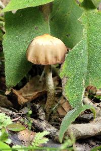 Psilocybe zapotecorum image