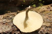 Polyporus arcularius image