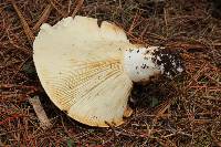 Russula brevipes image