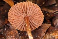 Cortinarius acutus image