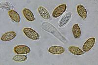 Heimioporus betula image