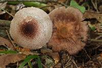 Agaricus subrutilescens image