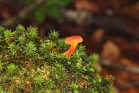 Phylloporus aurantiacus image