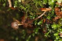 Psilocybe neoxalapensis image