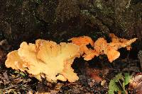 Laetiporus sulphureus image