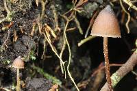 Psilocybe neoxalapensis image