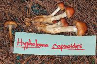 Hypholoma capnoides image