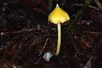 Entoloma murrayi image