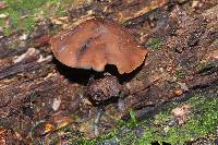 Psilocybe yungensis image