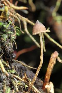 Psilocybe neoxalapensis image