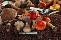 Amanita muscaria image