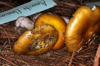 Amanita flavoconia image