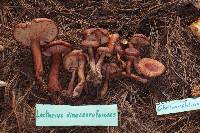 Lactarius vinaceorufescens image