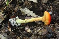 Amanita laurae image