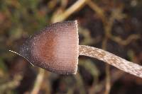 Psilocybe neoxalapensis image