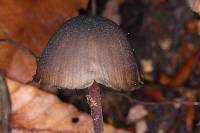 Psilocybe neoxalapensis image