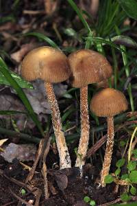 Psilocybe zapotecorum image