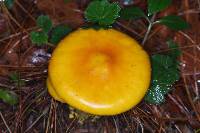 Amanita flavoconia var. inquinata image