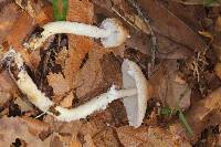 Lepiota clypeolaria image