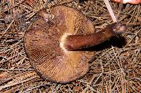 Image of Cortinarius purpurascens