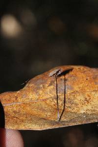 Gymnopus quercophilus image