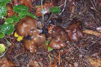 Psilocybe muliercula image