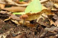 Psilocybe yungensis image