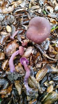 Laccaria amethysteo-occidentalis image