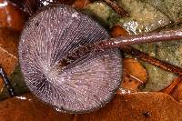 Psilocybe neoxalapensis image