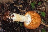 Agaricus augustus image