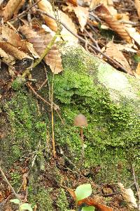 Psilocybe neoxalapensis image