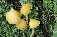 Entoloma murrayi image