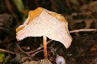 Marasmius cladophyllus image