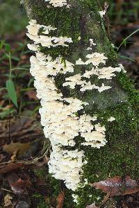 Trametes membranacea image