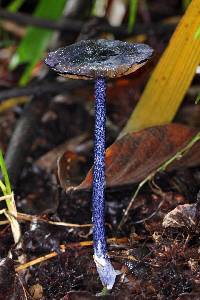 Entoloma panniculus image