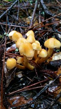 Hypholoma fasciculare image