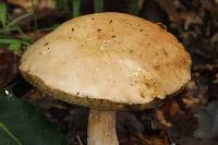 Boletus variipes image