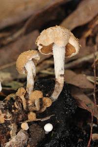 Asterophora lycoperdoides image