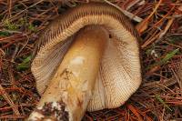 Amanita pachycolea image