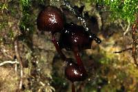 Psilocybe neoxalapensis image