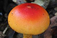 Amanita laurae image