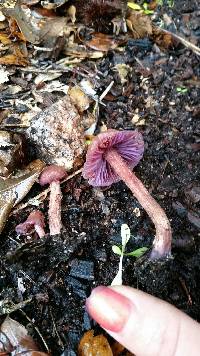 Laccaria amethysteo-occidentalis image