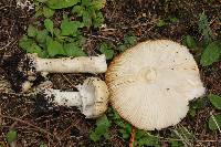 Amanita gemmata image