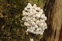 Coprinellus disseminatus image