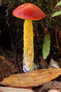 Heimioporus betula image