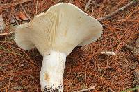 Russula brevipes image