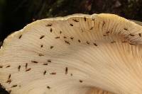 Lentinus levis image